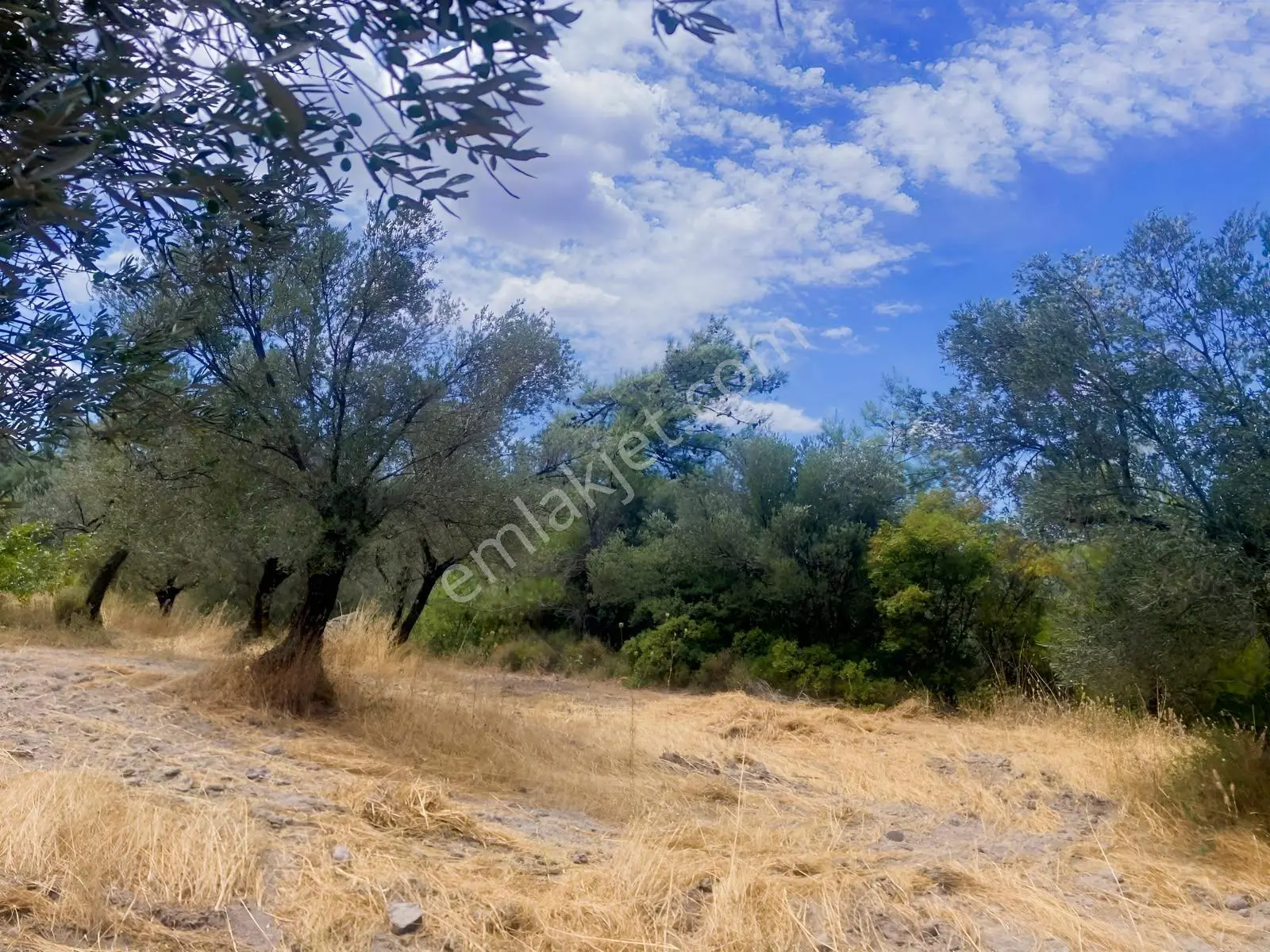 Pelitköy De Uygun Fiyatlı Zeytinlik — fotoğraf 6