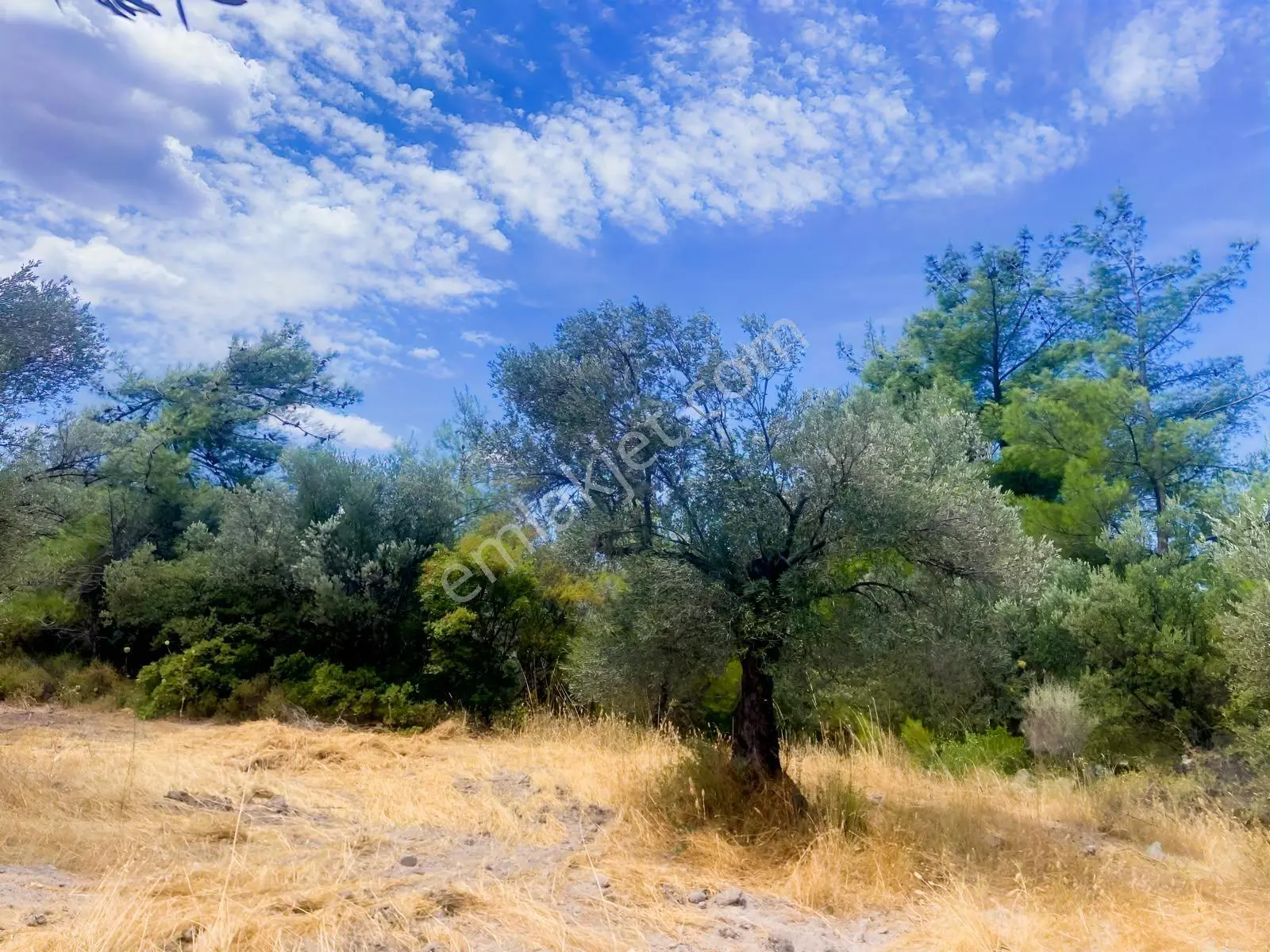 Pelitköy De Uygun Fiyatlı Zeytinlik — fotoğraf 11