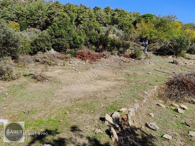 Milas Şenköy Yaylada 12 Dünüm Kaçmaz Fırsat — fotoğraf 5