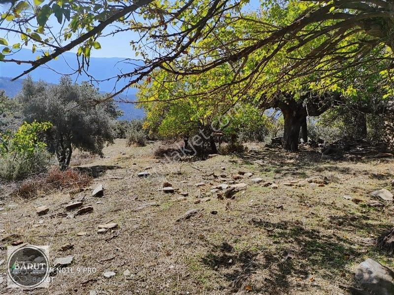 Milas Şenköy Yaylada 12 Dünüm Kaçmaz Fırsat — fotoğraf 11