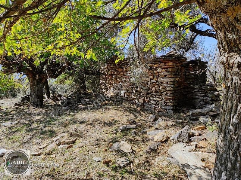 Milas Şenköy Yaylada 12 Dünüm Kaçmaz Fırsat — fotoğraf 12