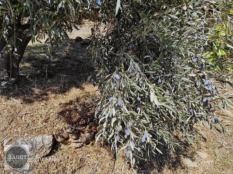 Milas Şenköy Yaylada 12 Dünüm Kaçmaz Fırsat — fotoğraf 16