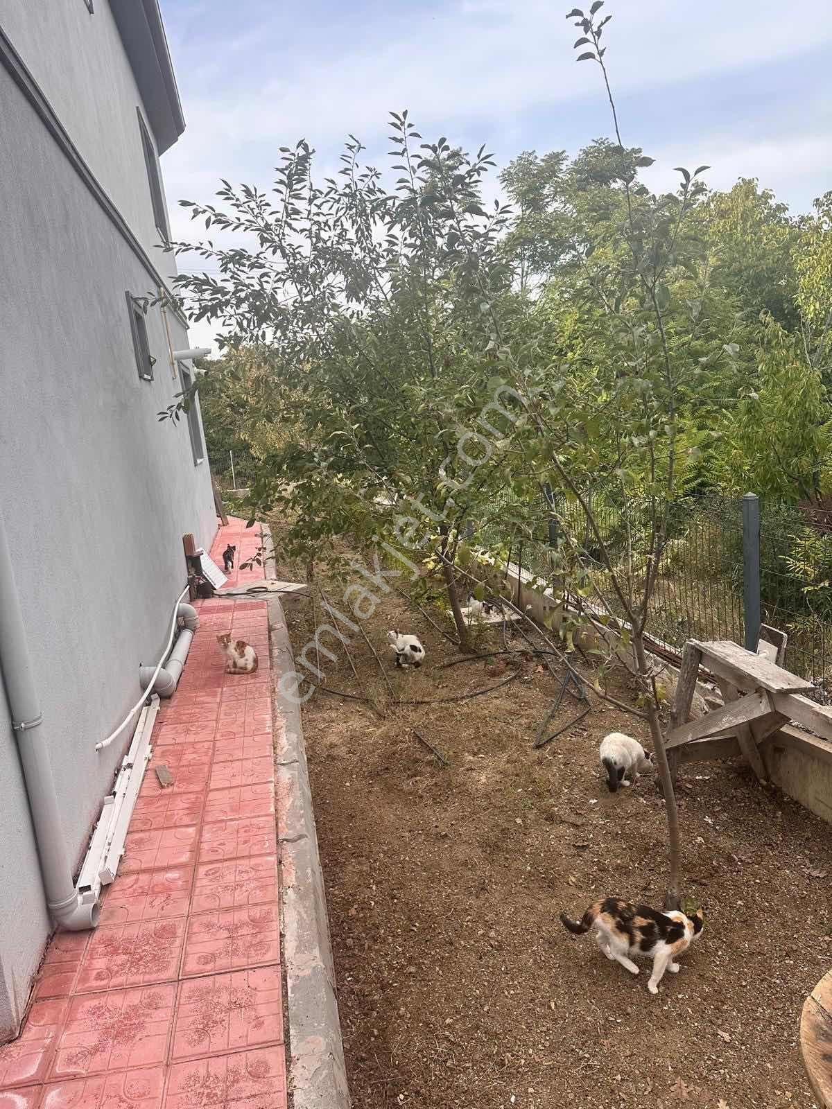 Ekin Group'tan Kalabalıktan Uzak, Sessizliğe Yakın Lüks Villa — fotoğraf 25