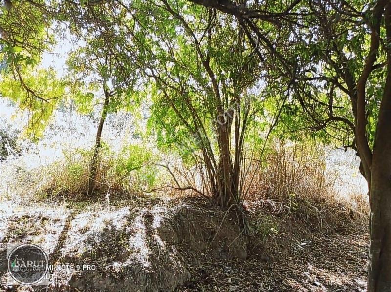 Milas Şenköy'de 1 Dönüm Kelepir Fiyata Hobi Bahçesi — fotoğraf 6