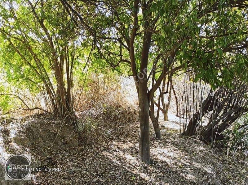 Milas Şenköy'de 1 Dönüm Kelepir Fiyata Hobi Bahçesi — fotoğraf 7