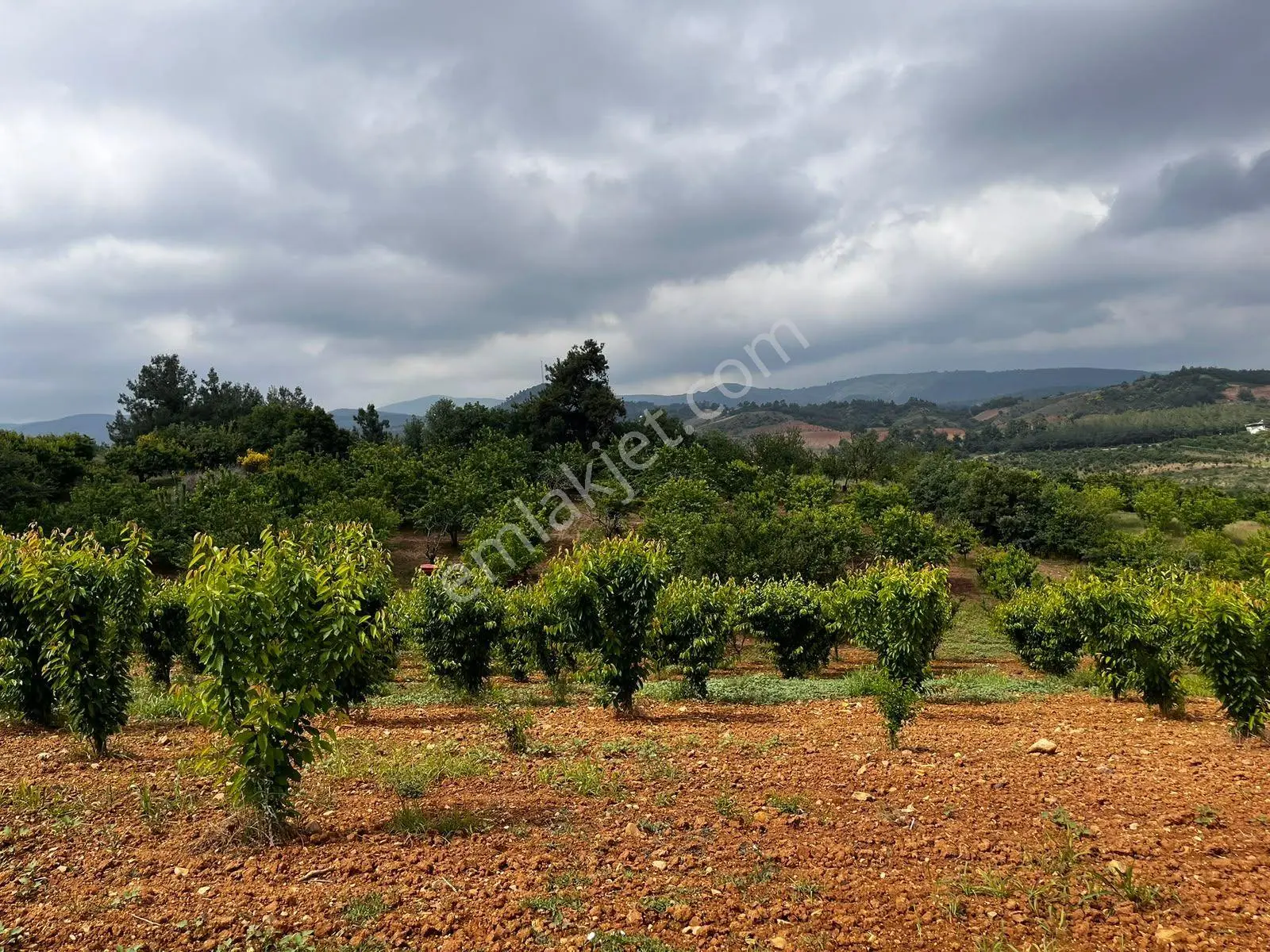 Eymen Emlaktan Ayvacık Köyü 8.450 M2 Satılık Bahçe