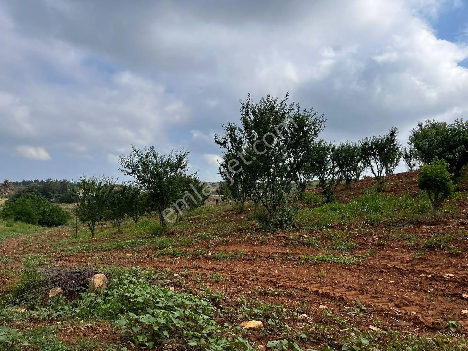 Eymen Emlaktan Ayvacık Köyü 8.450 M2 Satılık Bahçe — fotoğraf 4