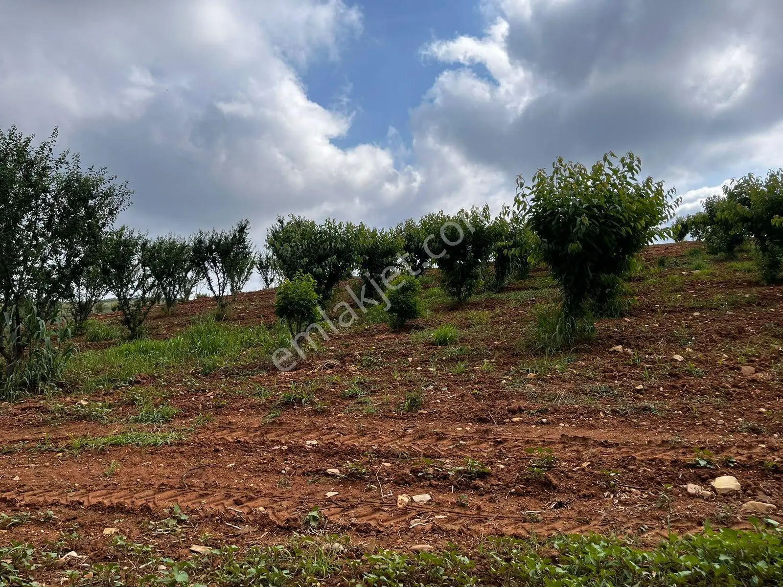 Eymen Emlaktan Ayvacık Köyü 8.450 M2 Satılık Bahçe — fotoğraf 5