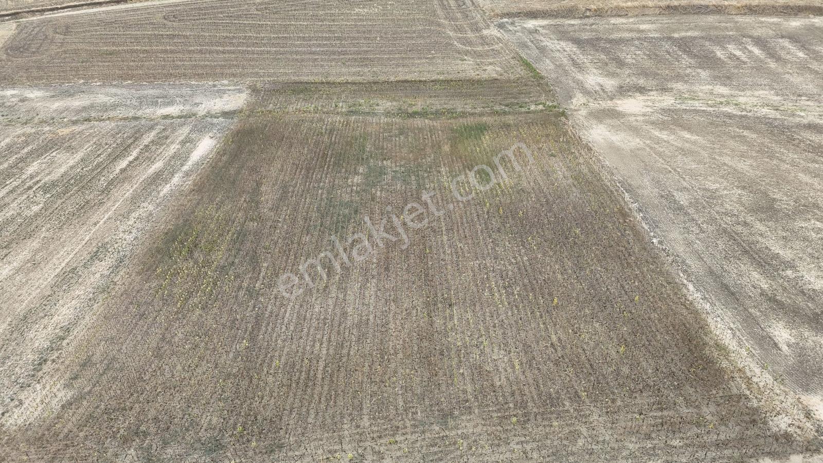 Buluruzdan Edirne Musabeyli Köyünde Satılık Tarla — fotoğraf 17