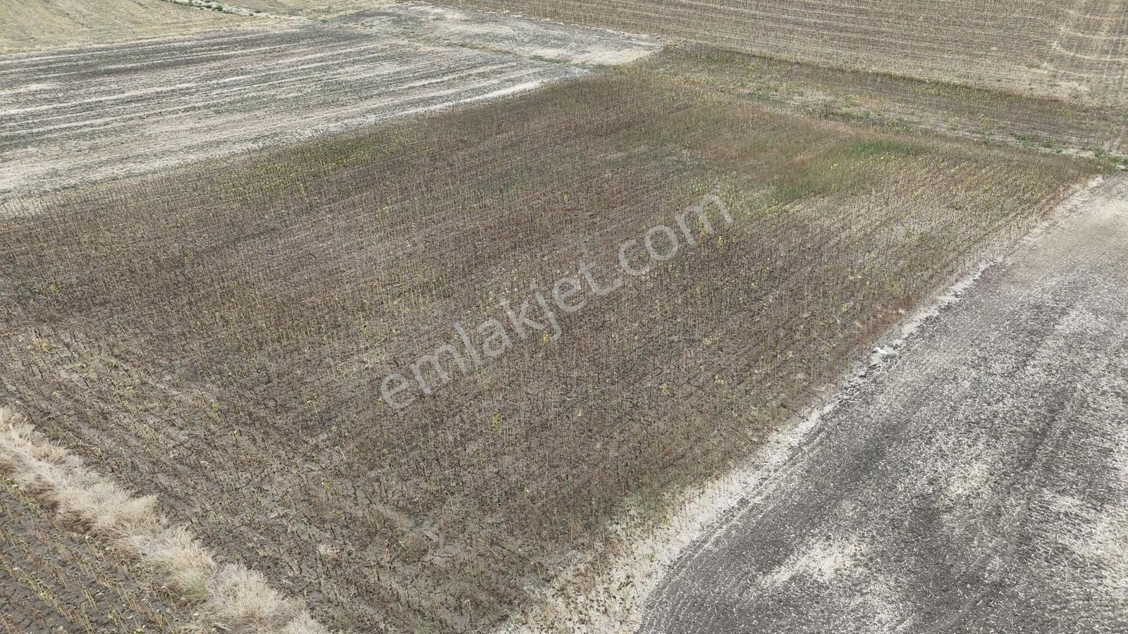 Buluruzdan Edirne Musabeyli Köyünde Satılık Tarla — fotoğraf 19