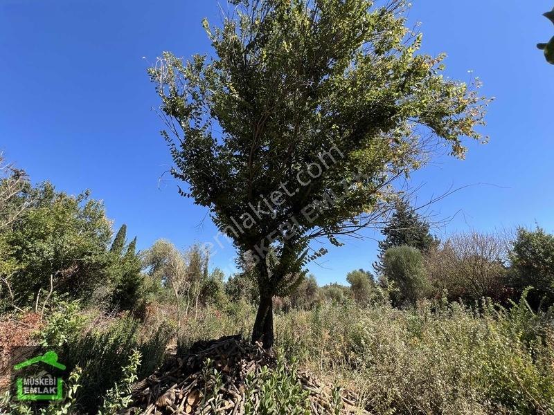 Bodrum Yahşi Sahilde Satılık Narenciye Bahçesi