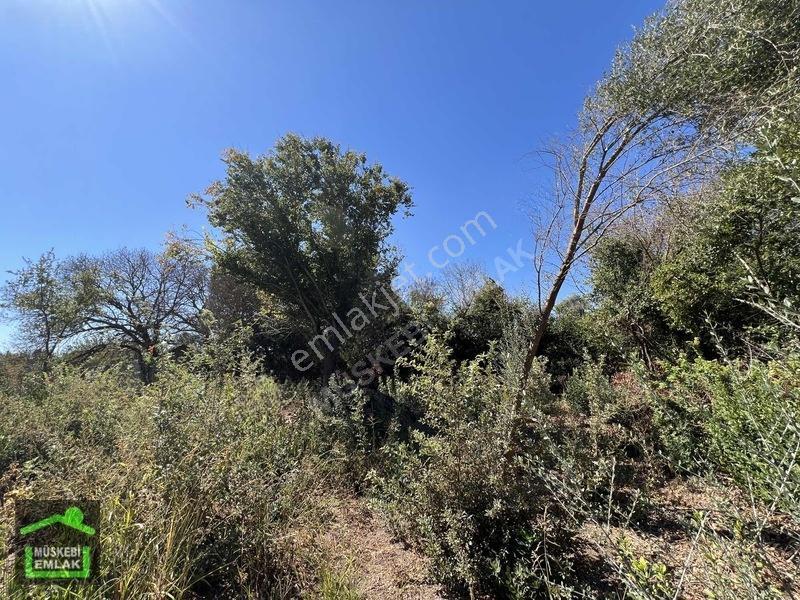 Bodrum Yahşi Sahilde Satılık Narenciye Bahçesi — fotoğraf 3