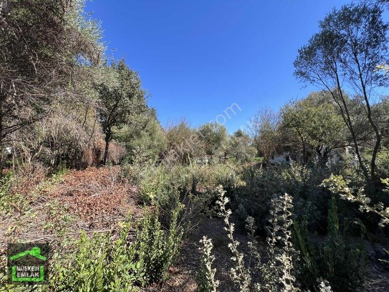 Bodrum Yahşi Sahilde Satılık Narenciye Bahçesi — fotoğraf 6