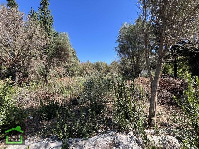 Bodrum Yahşi Sahilde Satılık Narenciye Bahçesi — fotoğraf 7