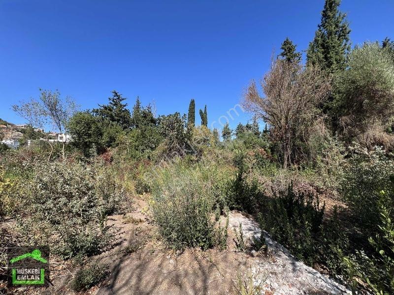 Bodrum Yahşi Sahilde Satılık Narenciye Bahçesi — fotoğraf 8