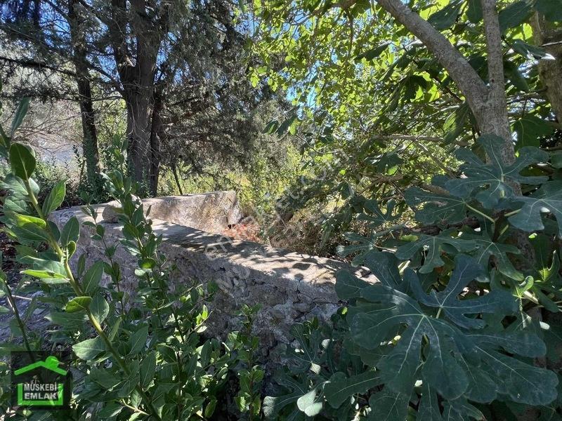 Bodrum Yahşi Sahilde Satılık Narenciye Bahçesi — fotoğraf 10