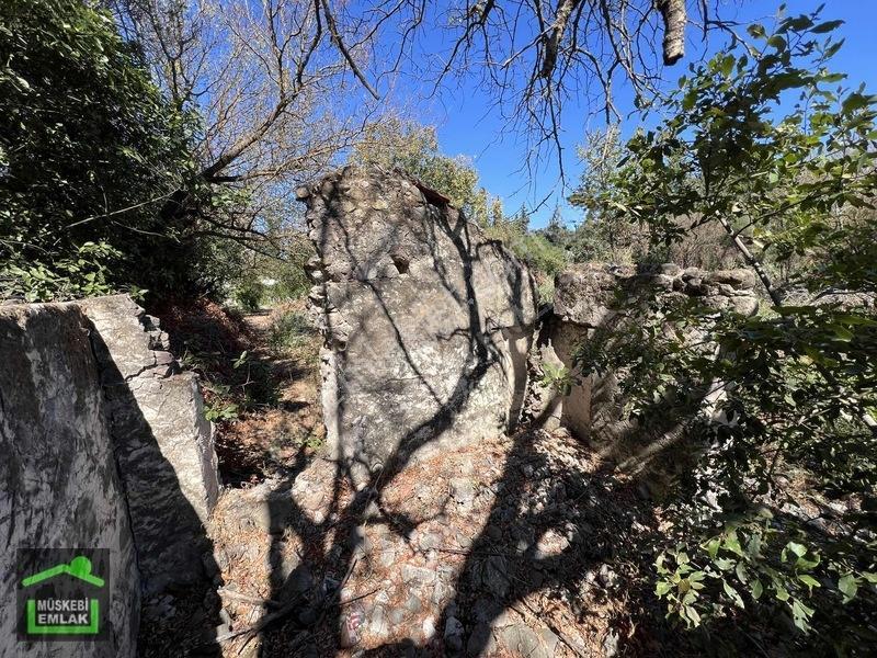 Bodrum Yahşi Sahilde Satılık Narenciye Bahçesi — fotoğraf 12