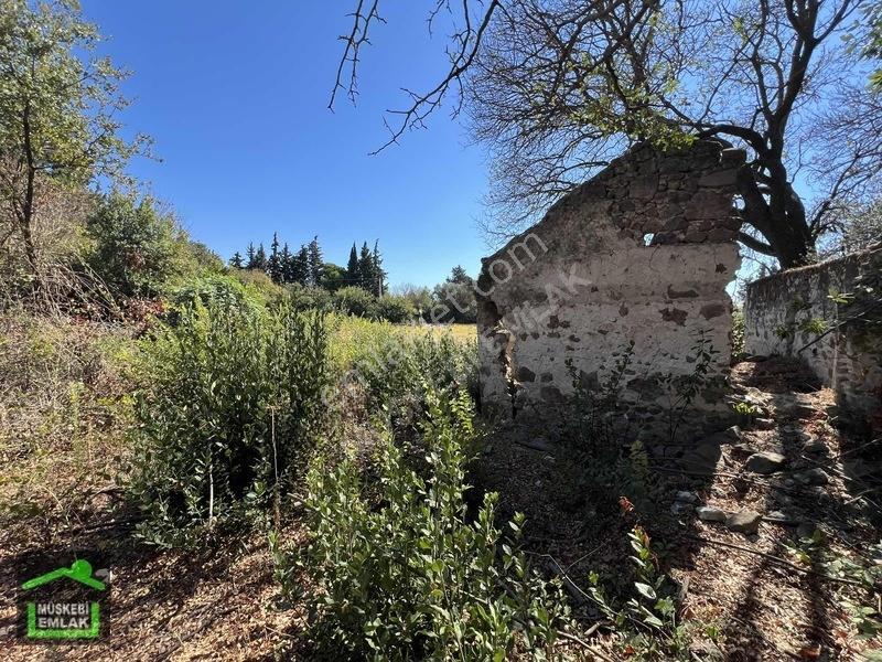 Bodrum Yahşi Sahilde Satılık Narenciye Bahçesi — fotoğraf 16