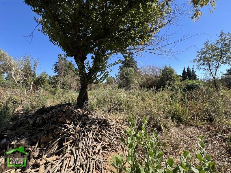 Bodrum Yahşi Sahilde Satılık Narenciye Bahçesi — fotoğraf 17