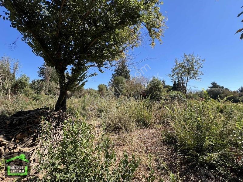 Bodrum Yahşi Sahilde Satılık Narenciye Bahçesi — fotoğraf 18