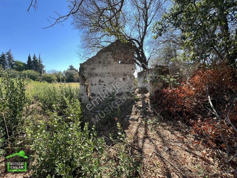 Bodrum Yahşi Sahilde Satılık Narenciye Bahçesi — fotoğraf 19