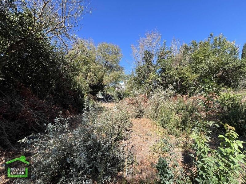 Bodrum Yahşi Sahilde Satılık Narenciye Bahçesi — fotoğraf 21