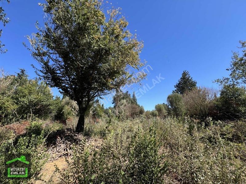 Bodrum Yahşi Sahilde Satılık Narenciye Bahçesi — fotoğraf 22