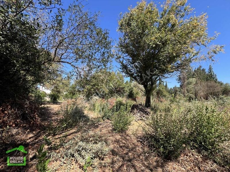 Bodrum Yahşi Sahilde Satılık Narenciye Bahçesi — fotoğraf 23
