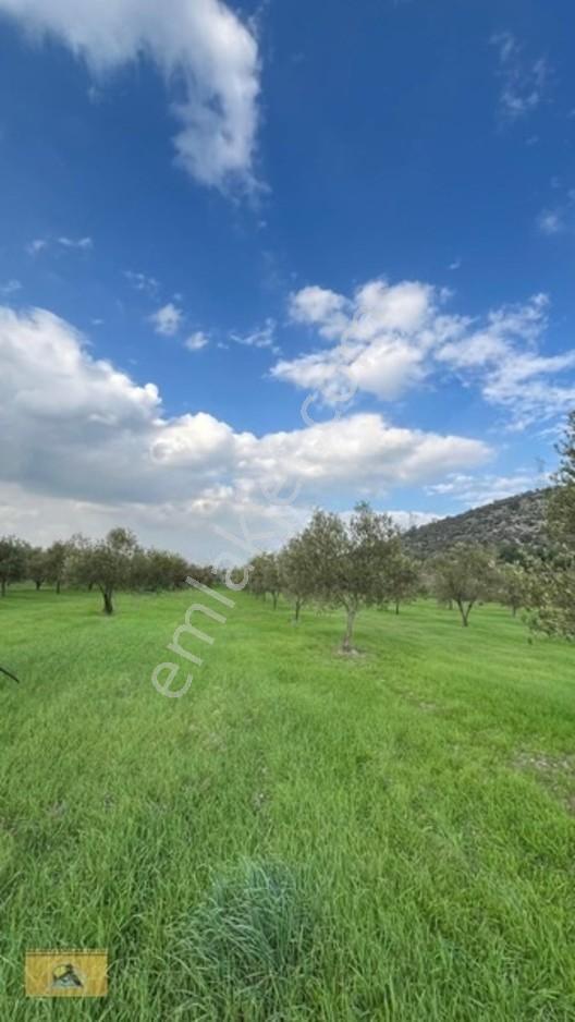 Soma Yırca Köyünde Satılık Zeytinlik — fotoğraf 2