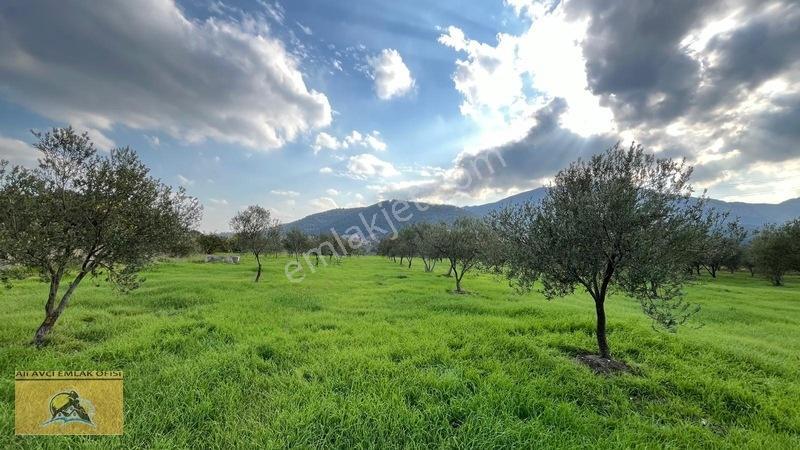 Soma Yırca Köyünde Satılık Zeytinlik — fotoğraf 3
