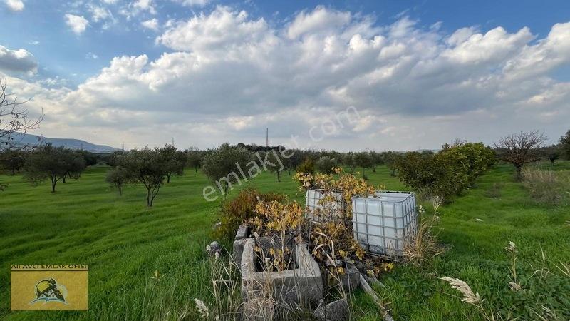 Soma Yırca Köyünde Satılık Zeytinlik — fotoğraf 4