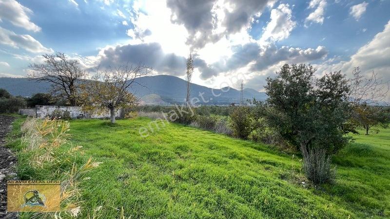 Soma Yırca Köyünde Satılık Zeytinlik — fotoğraf 5