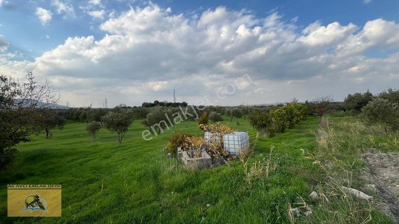 Soma Yırca Köyünde Satılık Zeytinlik — fotoğraf 6