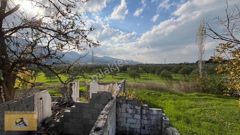Soma Yırca Köyünde Satılık Zeytinlik — fotoğraf 7