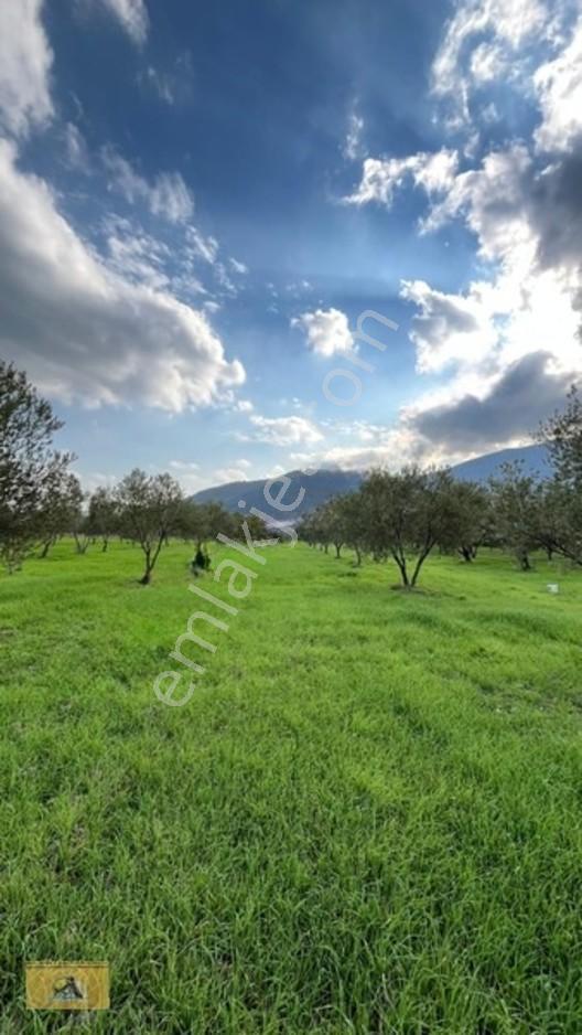 Soma Yırca Köyünde Satılık Zeytinlik — fotoğraf 8