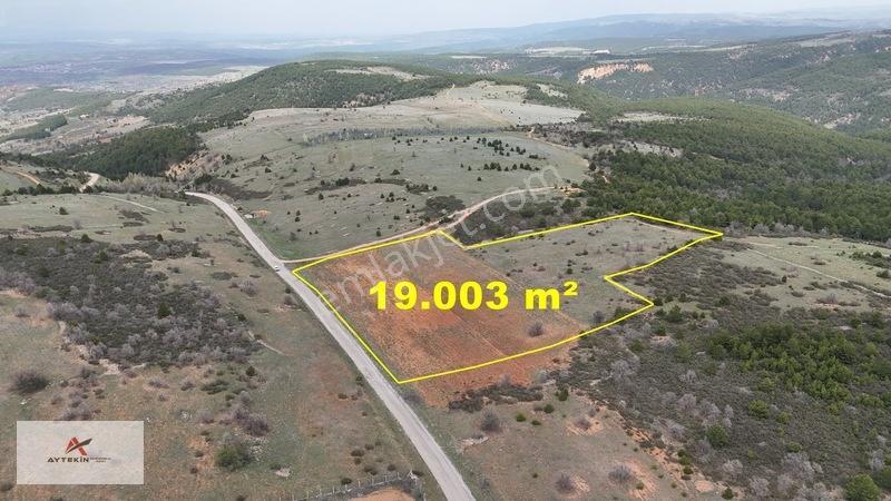 Ormanın Yanında 19.003 M² Müstakil Tarla Asfalt Yola Sıfır — fotoğraf 3