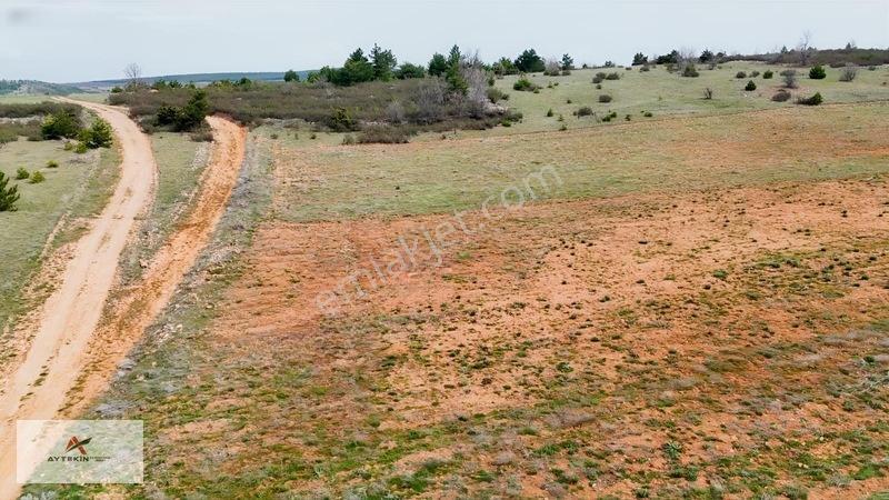 Ormanın Yanında 19.003 M² Müstakil Tarla Asfalt Yola Sıfır — fotoğraf 6
