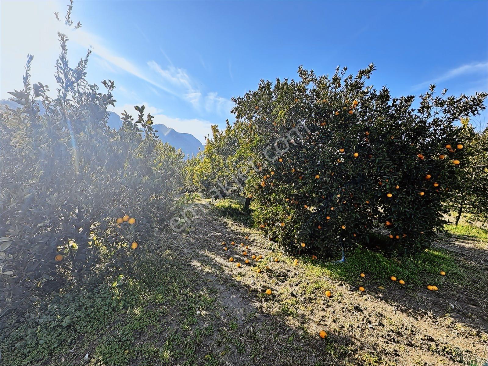 Ortaca Okçularda 8.675m² Köy İçi İmarlı Anayola 60m Cepheli Arsa — fotoğraf 24