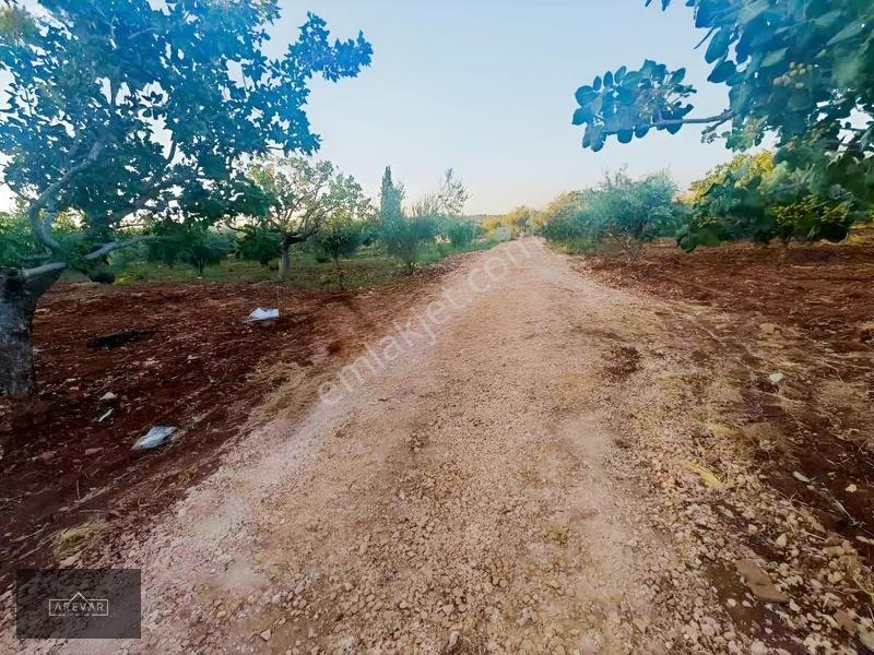 Oğuzelı Gürsu'da Satılık Fıstıklık Ve 2+1 Bağ Evi — fotoğraf 10