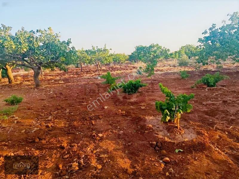 Oğuzelı Gürsu'da Satılık Fıstıklık Ve 2+1 Bağ Evi — fotoğraf 11