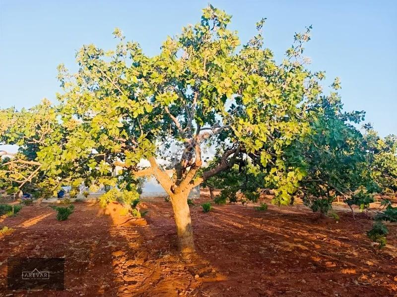 Oğuzelı Gürsu'da Satılık Fıstıklık Ve 2+1 Bağ Evi — fotoğraf 12