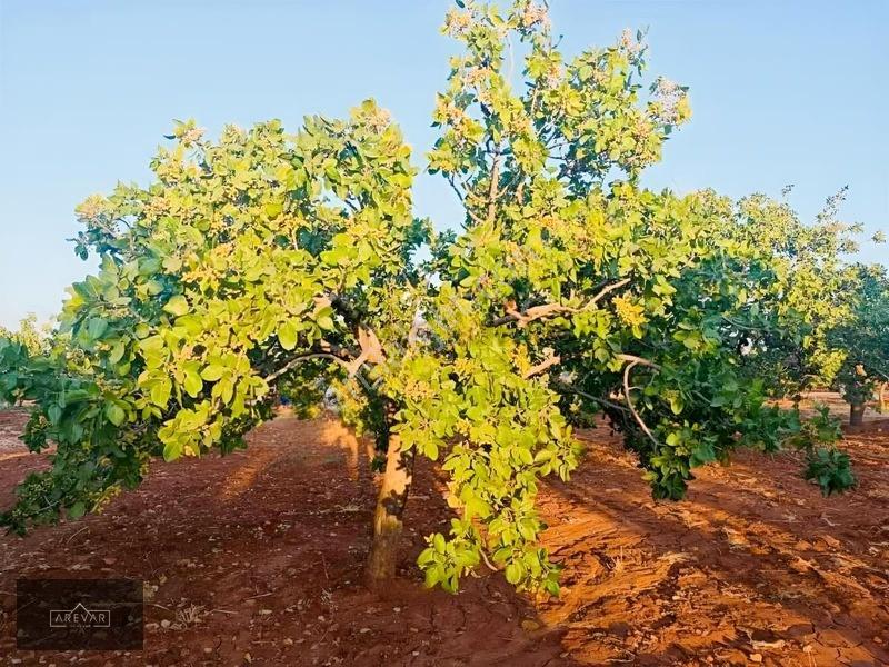Oğuzelı Gürsu'da Satılık Fıstıklık Ve 2+1 Bağ Evi — fotoğraf 14