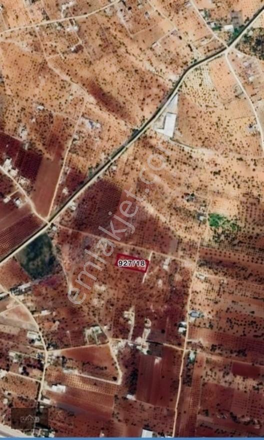 Oğuzelı Gürsu'da Satılık Fıstıklık Ve 2+1 Bağ Evi — fotoğraf 23