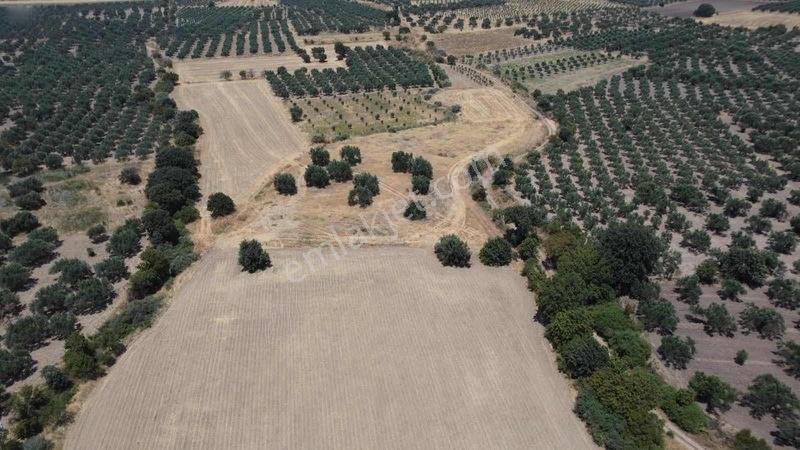 Kınık Cumalıda 2 Adet Tarla Tek Tek Satılabilir — fotoğraf 7