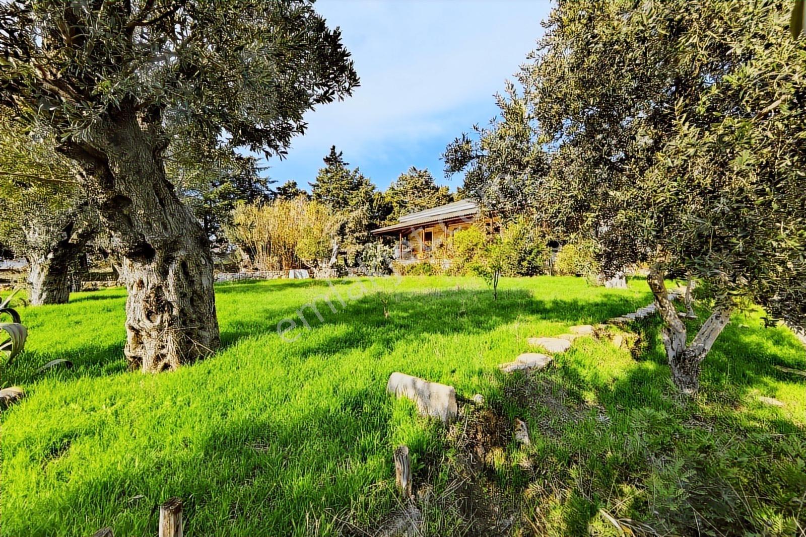 Foça-izmir K.yolu Üzerinde 4.717m2 Bahçe İçerisinde Müstakil Ev — fotoğraf 9