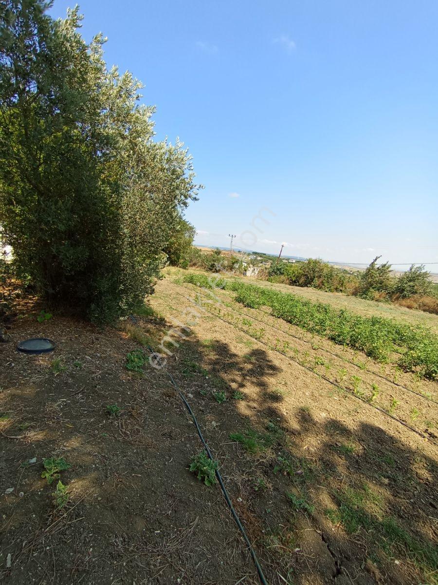 Silivri Akören Cadde Üzeri Satılık Çiftlik Evi — fotoğraf 30