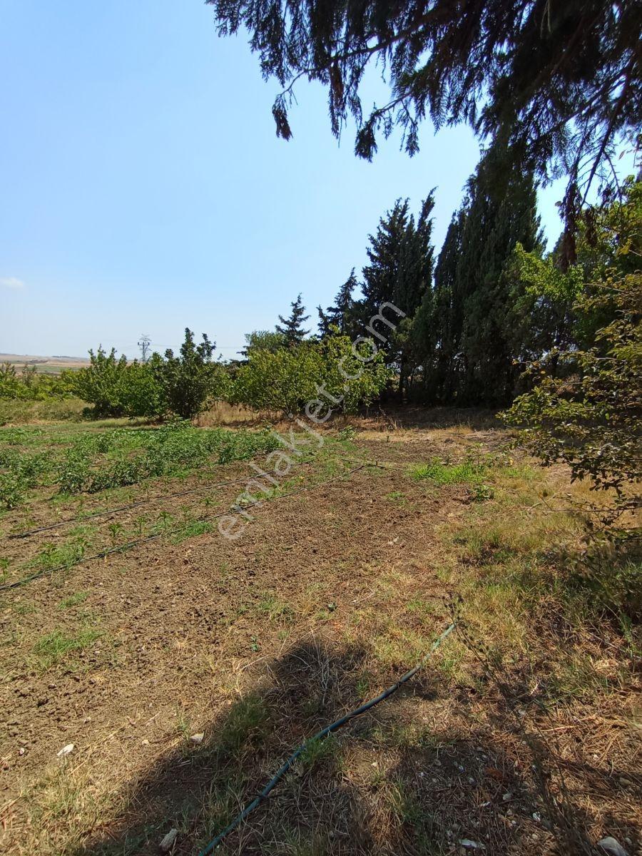 Silivri Akören Cadde Üzeri Satılık Çiftlik Evi — fotoğraf 31