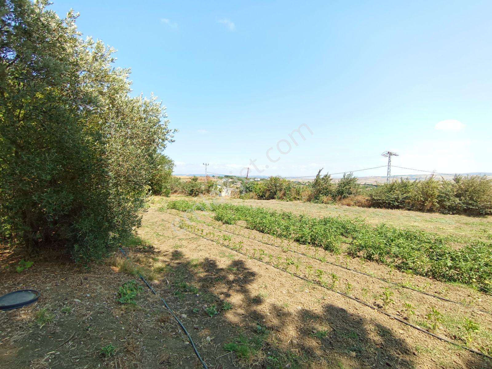 Silivri Akören Cadde Üzeri Satılık Çiftlik Evi — fotoğraf 32
