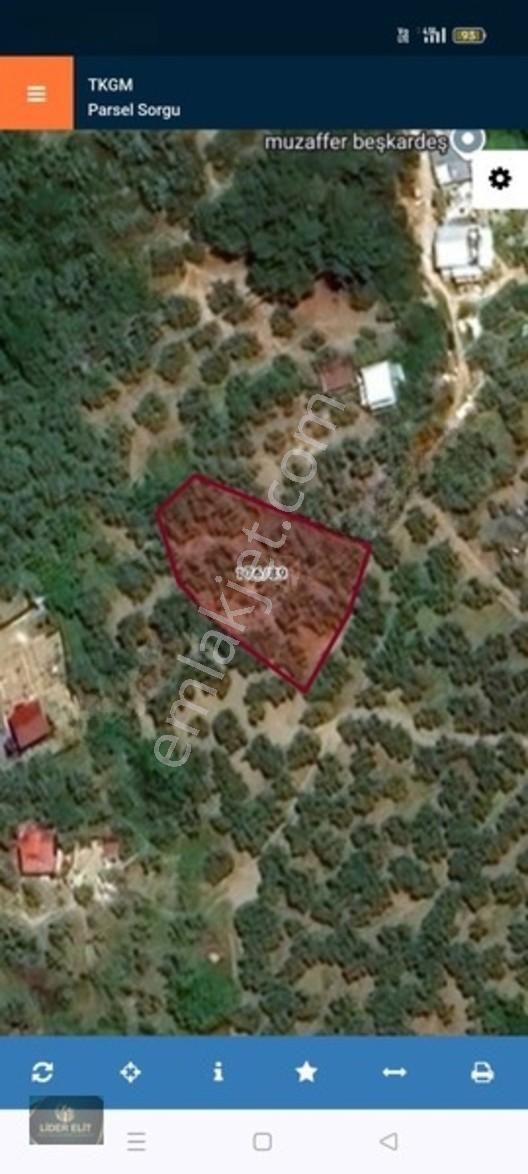 Satılık Zeytinlik — fotoğraf 2