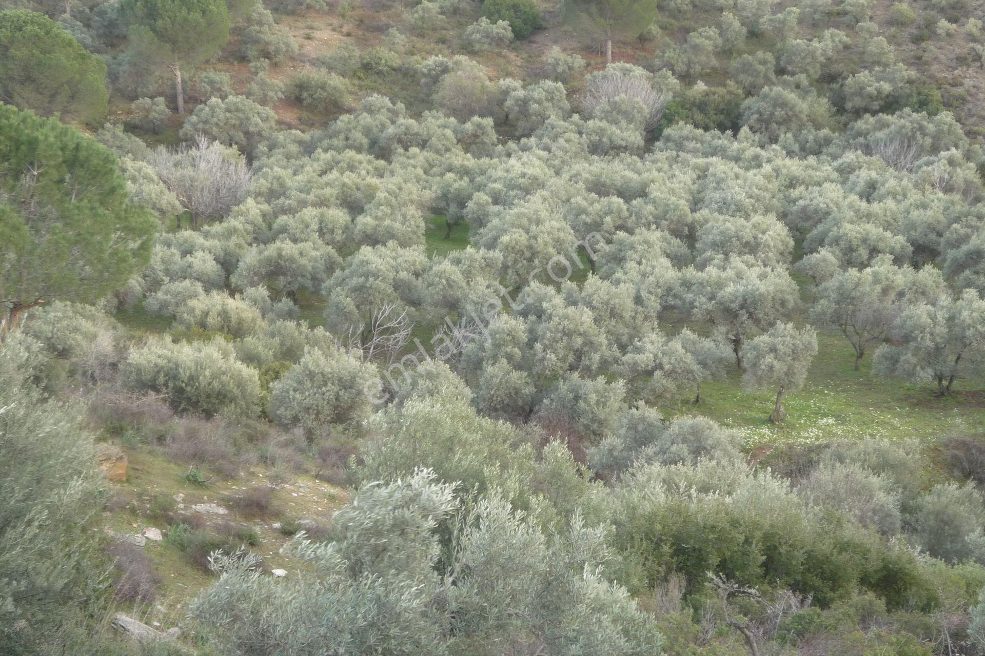 İzmir Torbalı Gold Emlaktan Satılık Verimli Ve Bakımlı Zeytinlik — fotoğraf 8